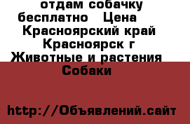 отдам собачку бесплатно › Цена ­ 0 - Красноярский край, Красноярск г. Животные и растения » Собаки   
